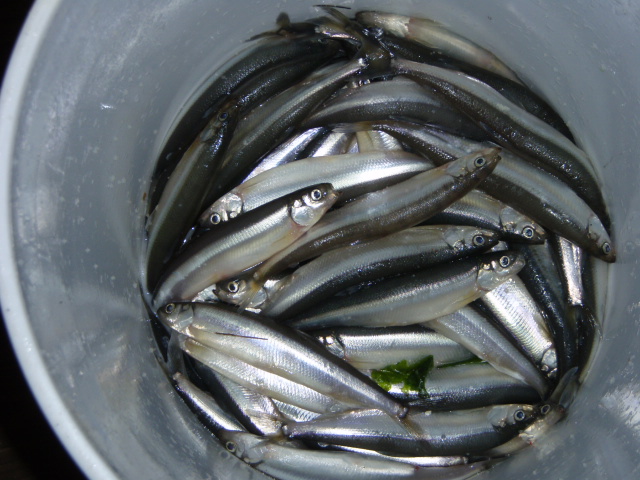 Sinclare Inlet Smelt 061.jpg